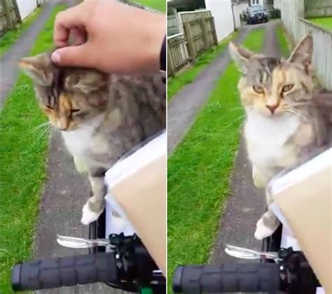 Find out all the key statistics for caterpillar, inc. Cat Chases Down Mailman Every Day Demanding to Be Loved ...