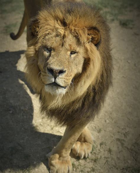 Lion Looking Into The Camera Close Up Stock Photo Image Of Wildlife