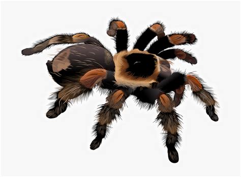 Free Stock Spider Clipart Free Collection Download Realistic Spider