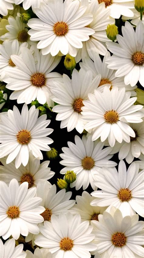 20 Choices Wallpaper Aesthetic Bunga Daisy You Can Save It Free