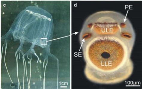 Box Jellyfish Article Image 1 First Blog Post For Your Eyes Only