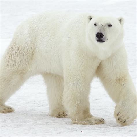 RuŽne Slike Sa Severa Polarni Medved Ubijen Kada Je Nasrnuo Na Turiste