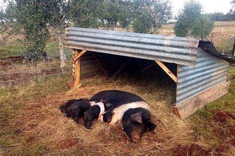 Pin By Sherri Branham On Country 2 Pig Shelter Pig House Pig Farming