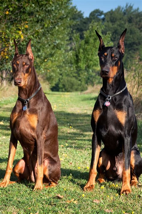 13 Best Guard Dogs To Protect Your Home Top Guard Dog Breeds