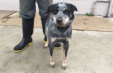 Ones a cattle dog and the other a mutt lab mix. Dog of the week | Cattle dog waiting for a new family ...