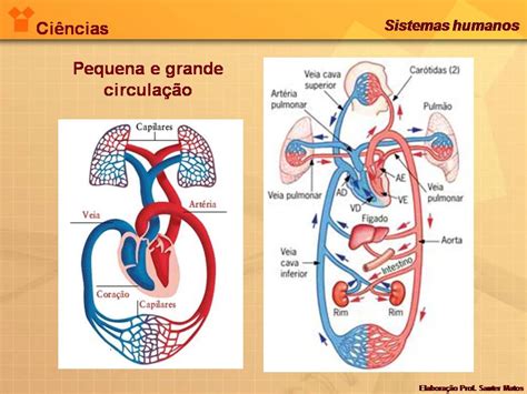 Encantos Da CiÊncias Sistema Circulatório