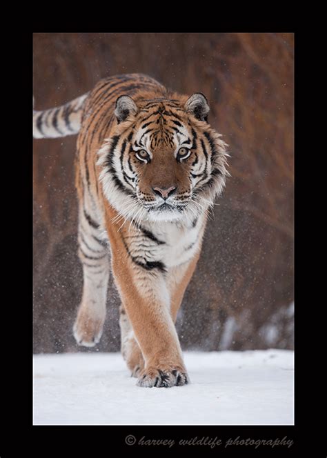 Siberian Tiger Walking Amur Tigers Asian Wildlife Harvey Wildlife