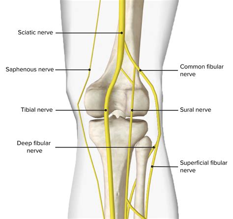 Popliteal Fossa Anatomy Concise Medical Knowledge