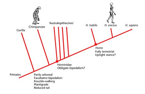 Bipedalism Evolution