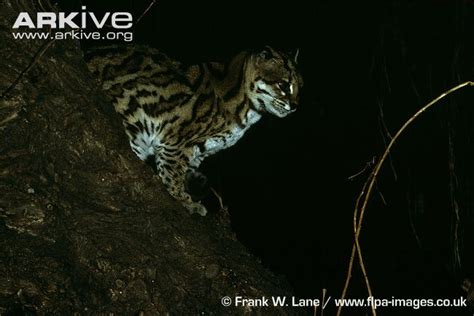 Wild Cats The Oncilla Or Little Spotted Cat