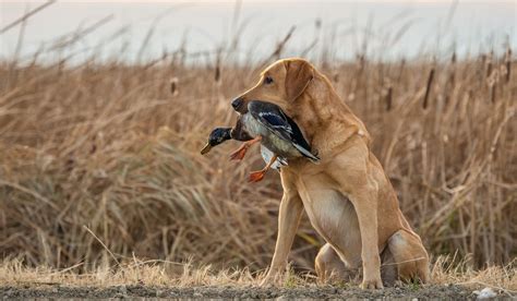 The Essential Duck Hunting Dog Polyphonichmi
