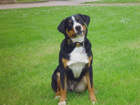 Appenzeller mountain dog, greater swiss sennenhund and the bernese sennenhund. Appenzeller Sennenhund | The Life of Animals