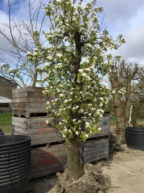 Doyenné Du Comice Perenboom Kopen Oudefruitbomennl