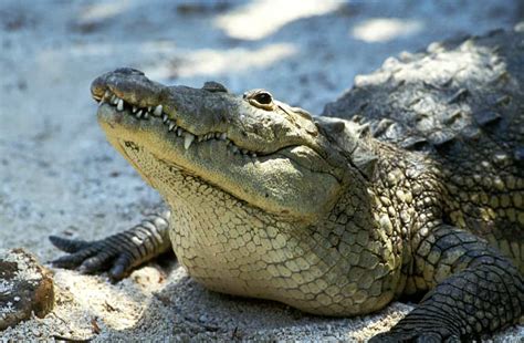 17 Animals Similar To Alligators Naturenibble