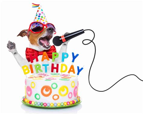 Happy Birthday Dog 935 The Mix