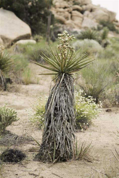 Mojave Yucca Plant Inside The Joshua Tree National Park Stock Image