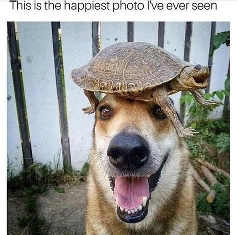 Mr Doggo And His Turtle Hat Meme Guy