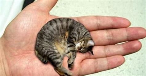 10 Smallest Cats In The World Imgur
