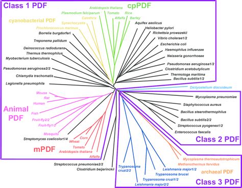A Phylogenetic Tree For Pdf Reveals Three Distinct Classes Download