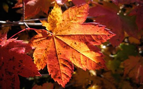 Photography Nature Plants Macro Fall Leaves Wallpapers Hd