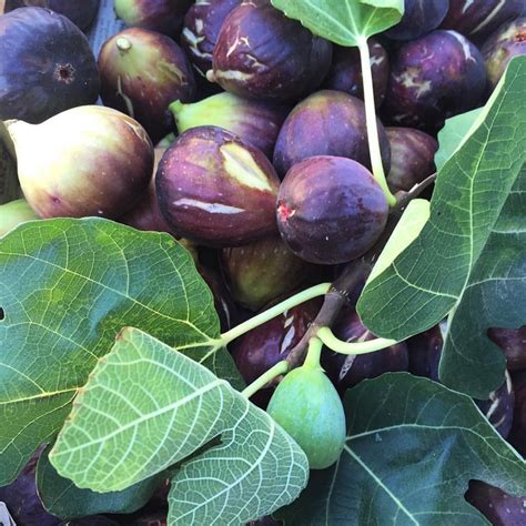 Vitalityandmore — Todays Farmers Market Findsfresh Organic Figs