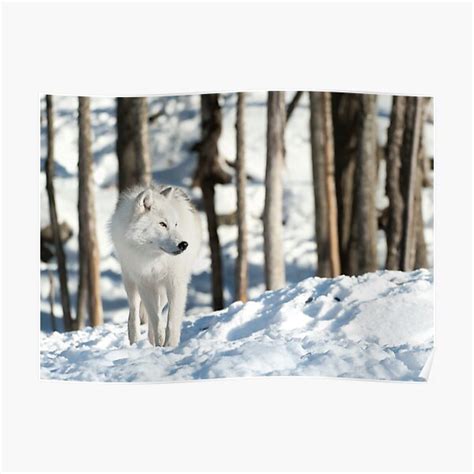 Arctic Wolf Posters Redbubble
