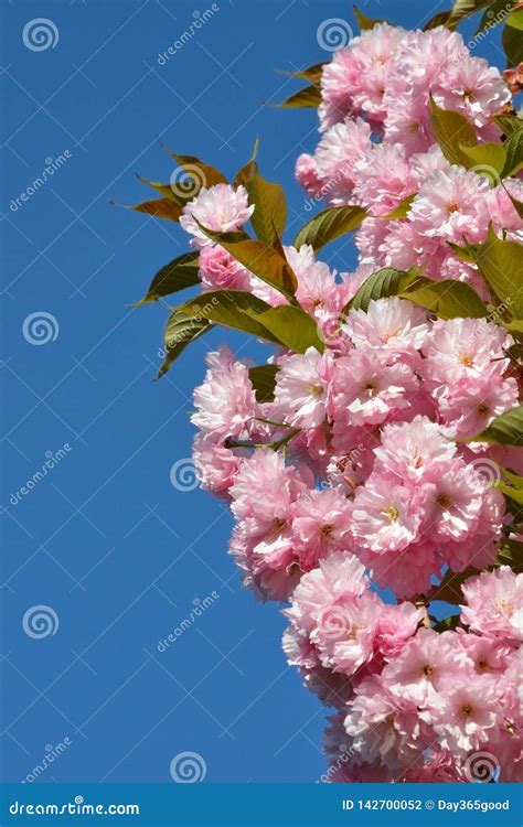 Branch Of Pink Cherry Blossoms Against The Blue Sky Flowering Garden