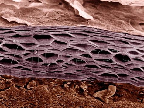 Cross Section Of Human Skin Showing The Stratum Corneum Layer Of The