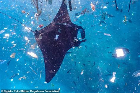 Distressing Photographs Show Manta Ray Struggling To Swim In Cloud Of