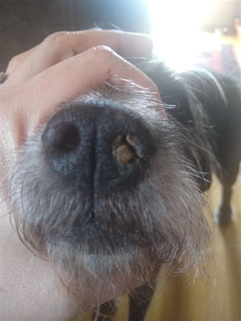 My Dog Has Nose Is All Crusty On One Side And Seems To Be On The Inside