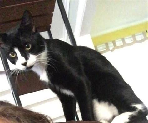 Missing Black And White Cat White Cat Cats Find Pets