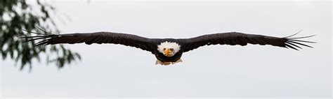 Nature Canada Power And Strength The Bald Eagle
