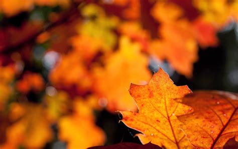 Leaves Picture Autumn Hd Desktop Wallpapers 4k Hd