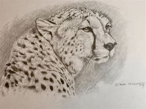 Graphite Pencil Wildlife Studies Alan M Hunt Pencil Sketches Of