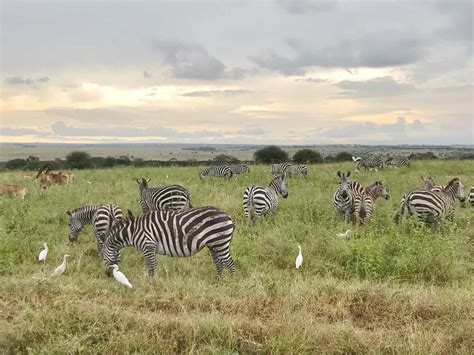 Nairobi National Park Safari With The Emakoko Lodge