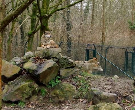 Wolf Enrichment Ideas How To Enrich The Lives Of Wolves In Zoos