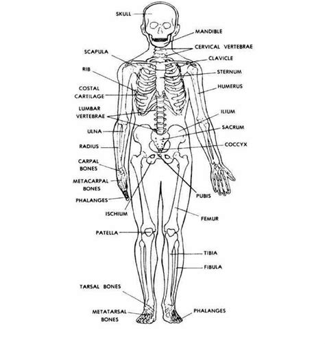 Human Skeleton Diagram Labeled Unlabeled And Blank Detailed Diagrams