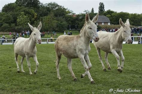 White Donkey Animal World Schloss Hof Estate