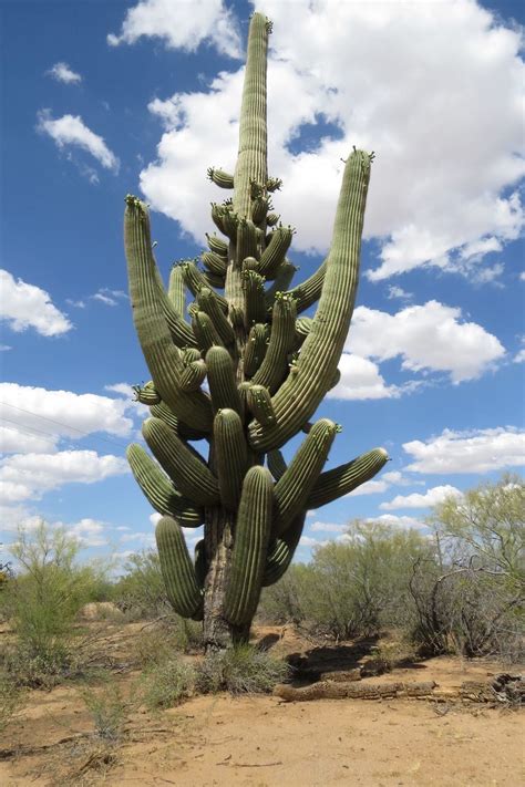 Saguaro Cactus With 78 Arms Cactus Desert Landscaping Saguaro
