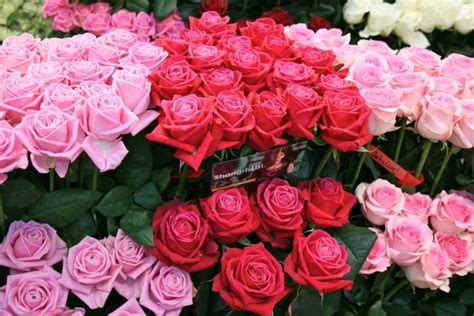 38 jenis bunga, foto, makna dan artinya lengkap! Toko Bunga Rawa Belong - Florist Jakarta | Indonesia ...