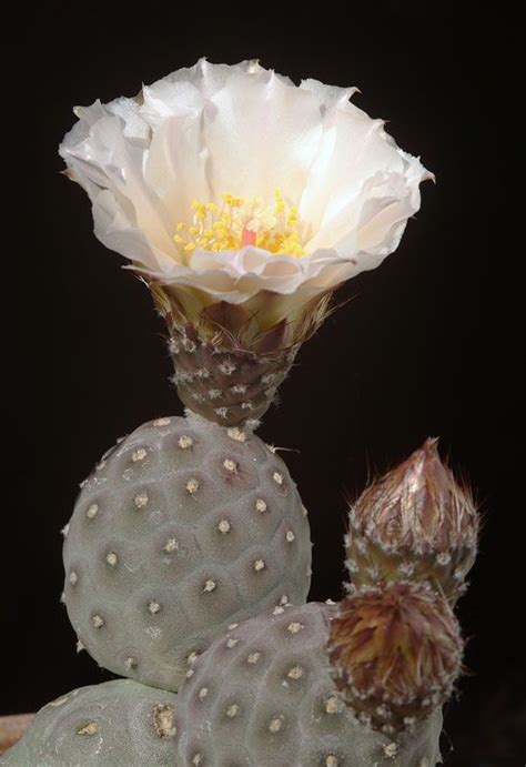 Tephrocactus Geometricus Cactus Plants Blooming Cactus Cactus Flower