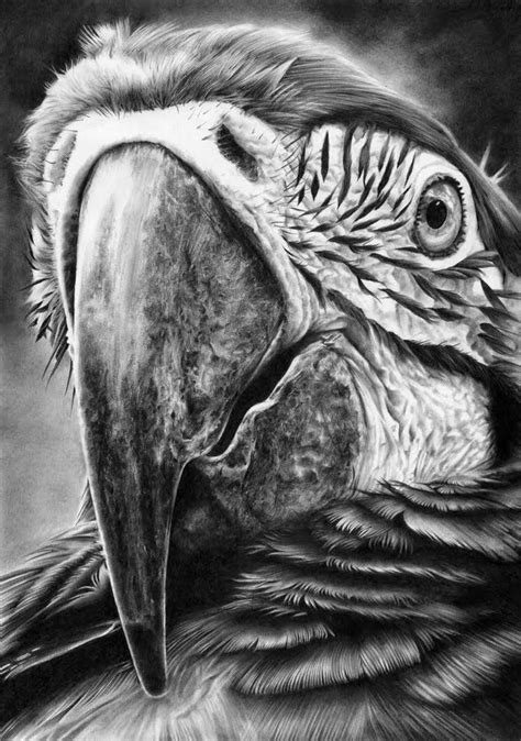 Hyper Realistic Wildlife Pencil Drawings Of Animals Bird Drawings Animal Drawings