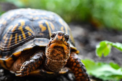 Cibi e rimedi naturali consigliati dalla nutrizionista. Cosa mangiano le tartarughe di terra - NewsEcologia.it