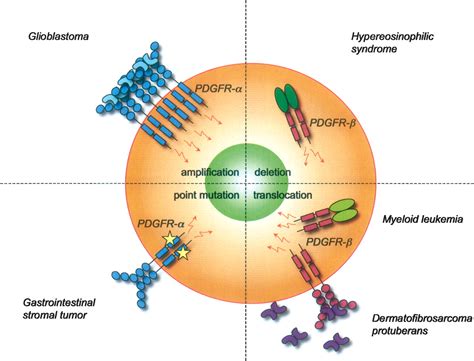 Role Of Platelet Derived Growth Factors In Physiology And Medicine