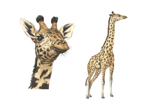 Blotched Giraffe Giraffa Camelopardalis Mammals Art Print