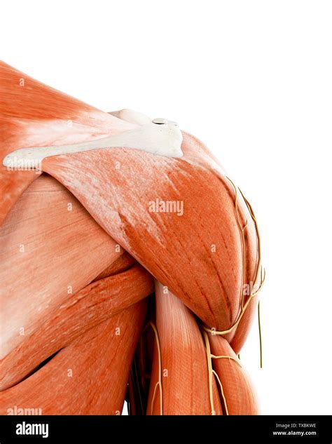 3d Rendered Medically Accurate Illustration Of The Human Shoulder