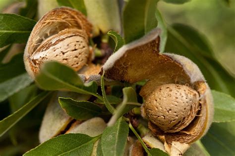 How Do Almonds Grow A Year In The Life Almond Breeze Ca