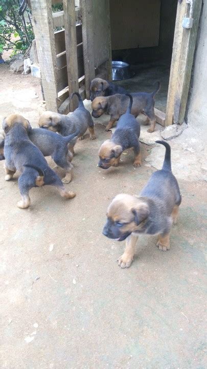 Rottweiler mix puppies hold all of the best traits of their parents, with the added benefit of including a whether you're looking for dogs that look like rottweilers or simply want a pup with a good mix of. Rottweiler/boerboel Mix Puppies Available - Pets - Nigeria