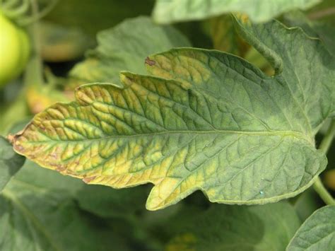 10 Common Tomato Plant Diseases And How To Heal Them Garden And Happy