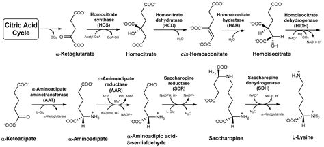 JoF Free Full Text Molecular Evolution Of Lysine Biosynthesis In